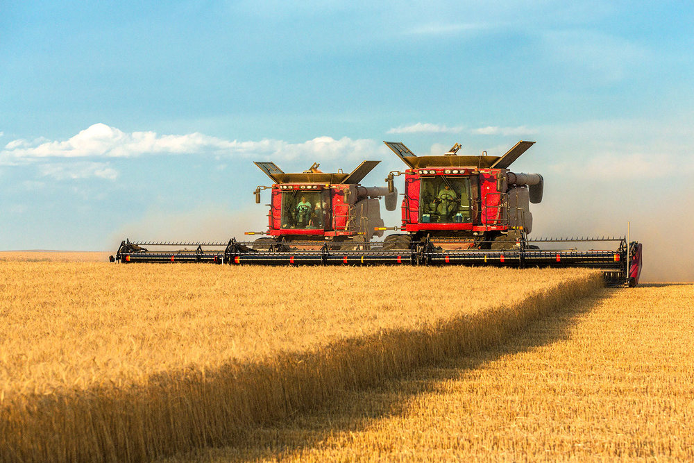 Durum Wheat Harvest and Export Forecast For 2021